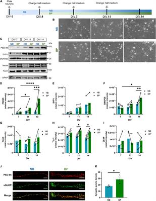 BrainPhys Neuronal Media Support Physiological Function of Mitochondria in Mouse Primary Neuronal Cultures